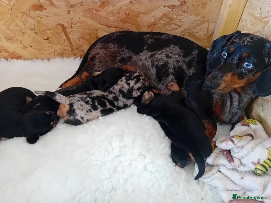 Miniature Dachshund dogs for sale: Adorable Miniature Dachshund Puppies. - Advert 2