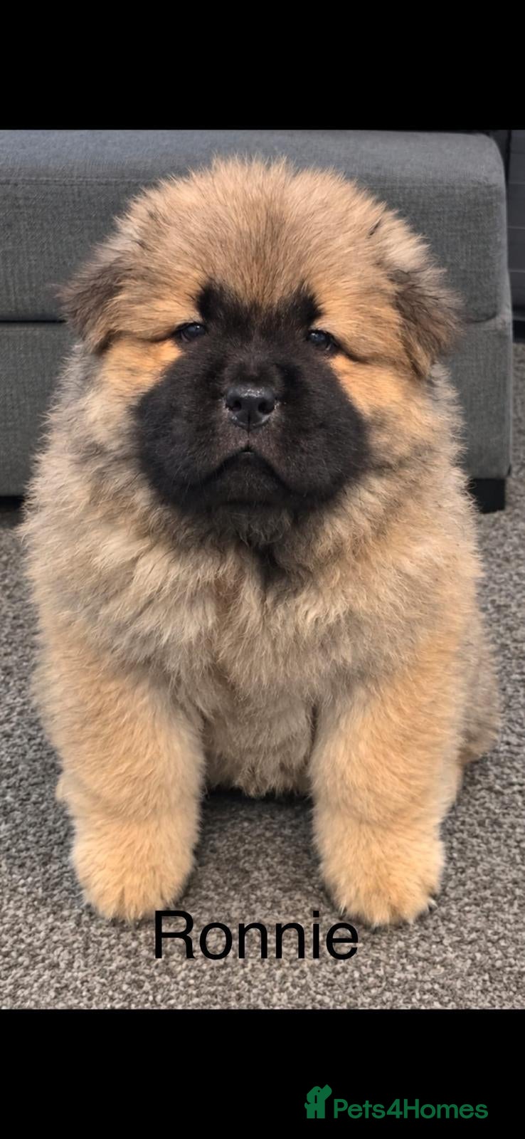 Chow Chow dogs for sale: Stunning best chow chow puppies - Advert 17