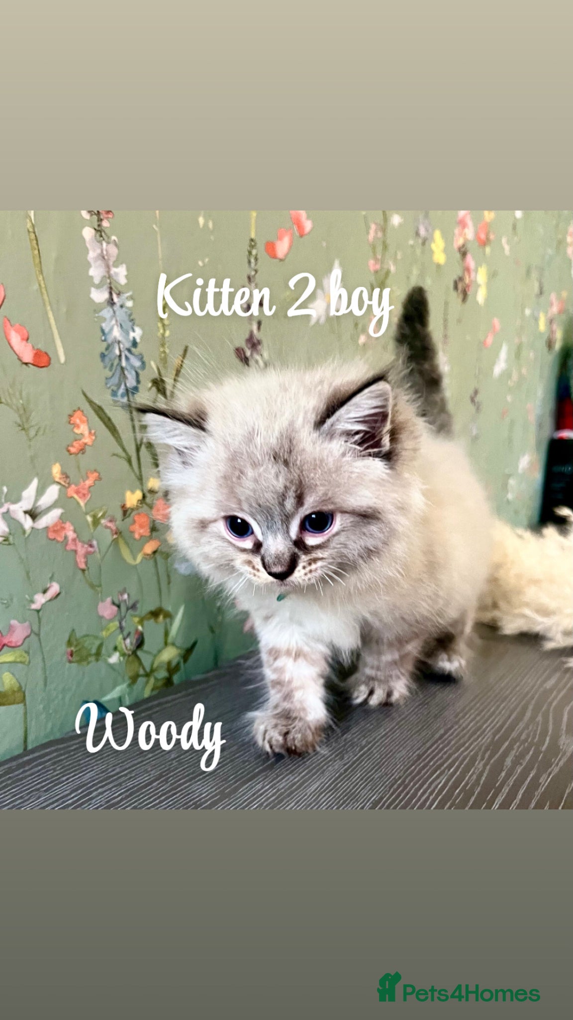 Ragdoll cats Stunning ragdoll kittens  - Advert 6