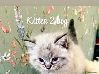 Ragdoll cats Stunning ragdoll kittens - Advert 6