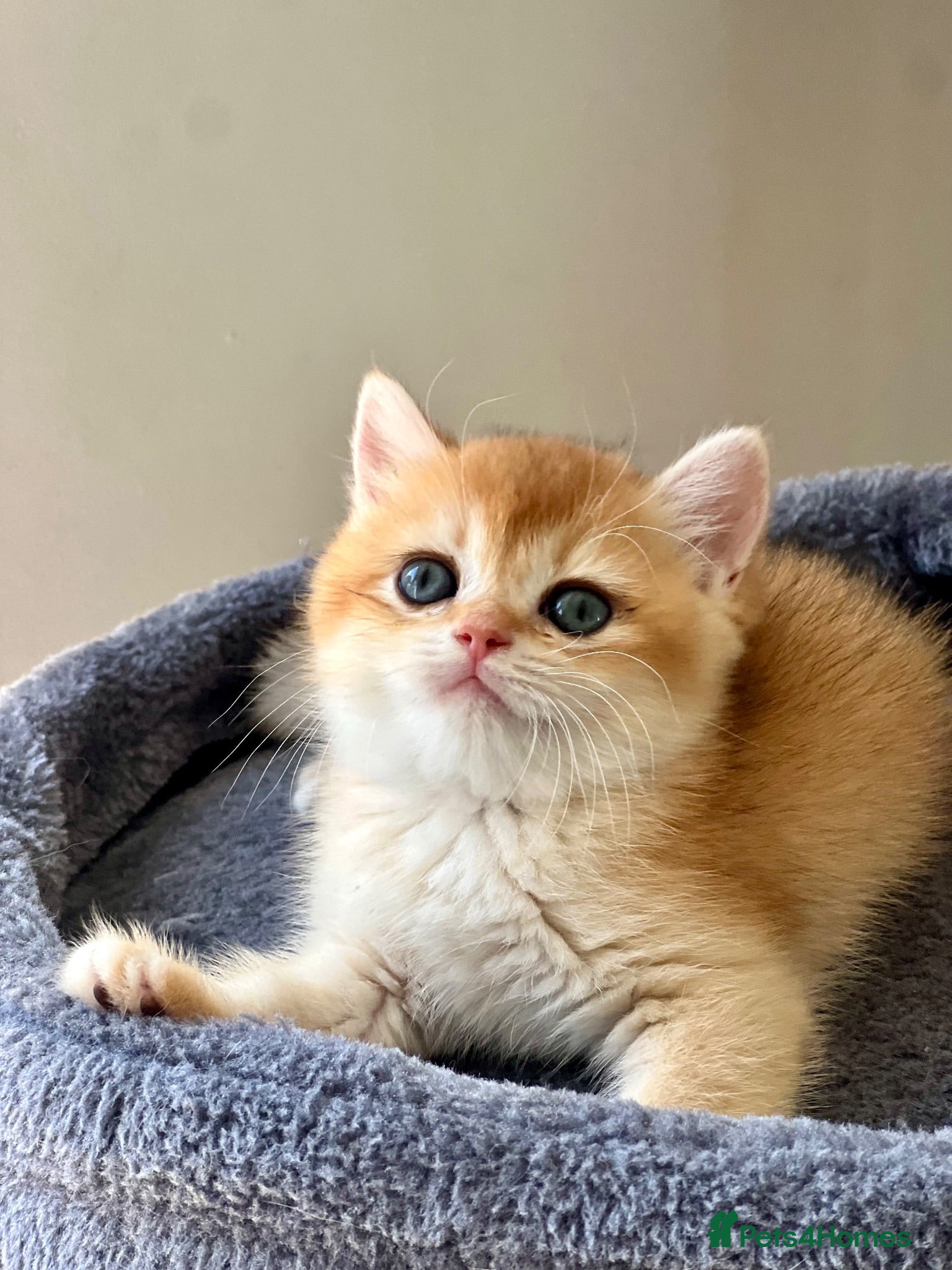 British Shorthair cats TICA BSH golden shaded boy and girl - Advert 1