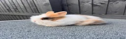 Lionhead rabbits for sale: Lionhead bunnies  - Advert 3