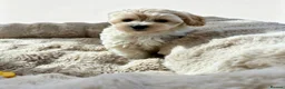 Maltipoo dogs for sale: Maltipoo puppys  - Advert 9