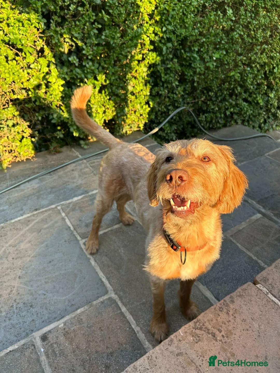 Labradoodle dogs for sale: Four year old labradoodle in York - Advert 2