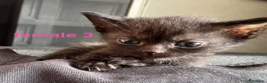 Bald Baby