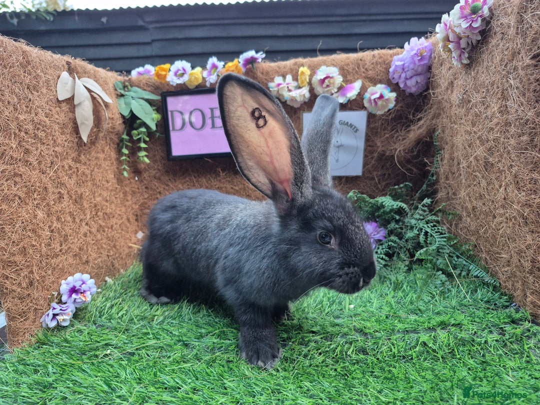 Continental Giant rabbits for sale: Pure Continental Giant Vaccinated  - Image 21