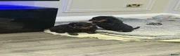 Rottweiler dogs for sale: Chunky Rottweilers  - Advert 4