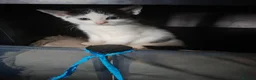 Mixed Breed cats for sale: Fluffy playfull healthy kittens - Advert 14