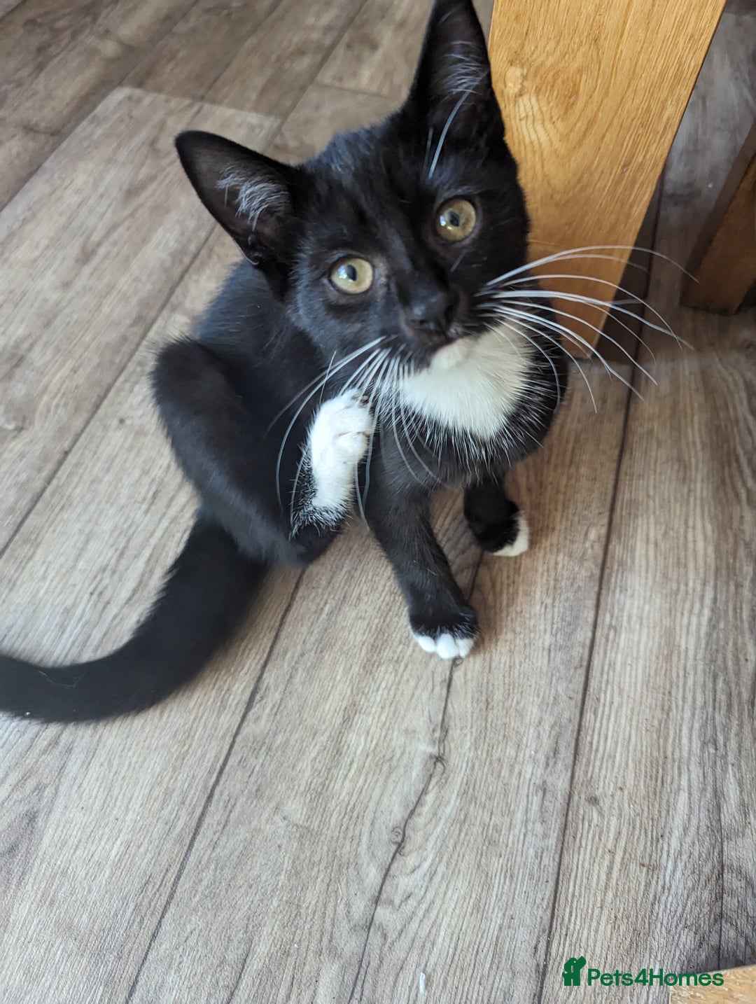 Domestic Shorthair cats for sale: Kittens for rehoming  - Image 3