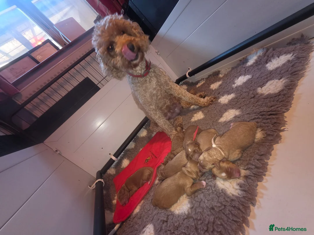 Australian Labradoodle dogs for sale: fully health tested Australian Labradoodles in Manchester - Advert 8