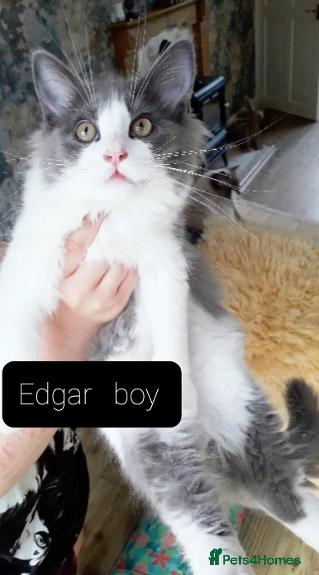 Maine Coon cats for sale: Maincoon ×Ragdoll (Ragcoon)  now available.  - Advert 2