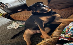 Mixed Breed dogs for sale: Nova Rottweiler/Gsd  - Image 4