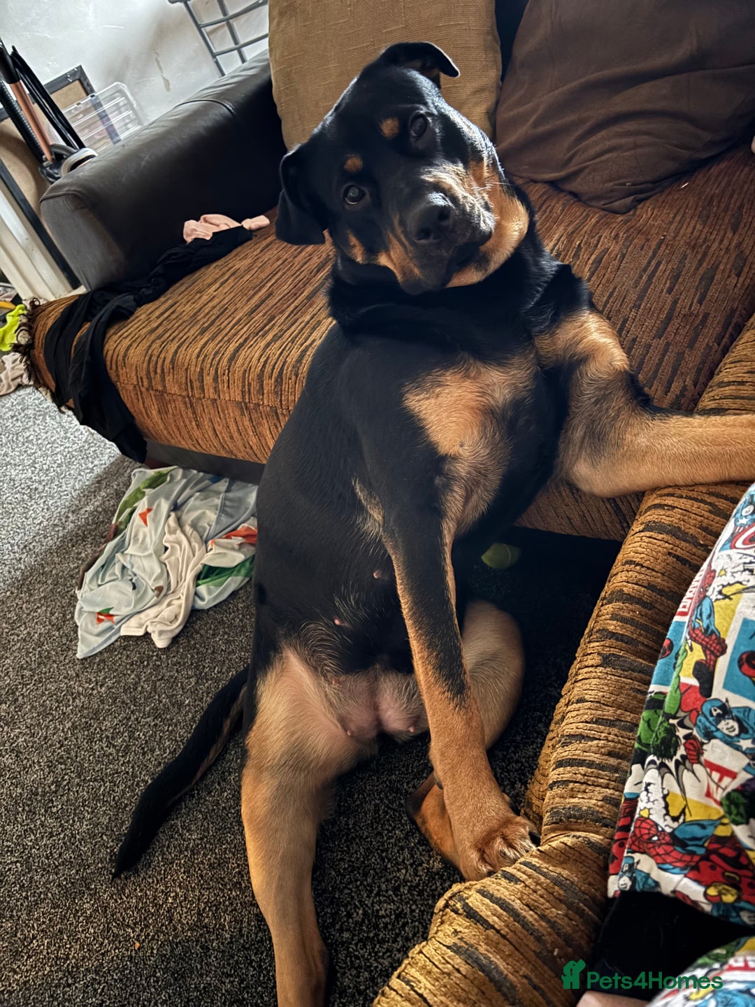 Mixed Breed dogs for sale: Nova Rottweiler/Gsd  - Image 4