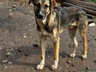 Mixed Breed dogs Mac is looking for a family with another dog! - Advert 4