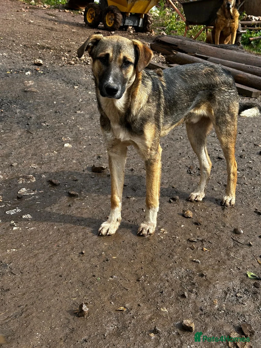 Mixed Breed dogs for adoption: Mac is looking for a family with another dog! - Advert 4