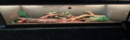Corn Snake reptiles for sale: Corn Snake, male, Palmetto - Advert 2