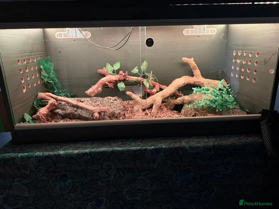 Corn Snake reptiles for sale: Corn Snake, male, Palmetto - Advert 2