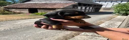 Miniature Dachshund dogs for sale: Miniature Dachshund Puppies - Advert 5