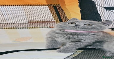British Shorthair cats - Advert 11