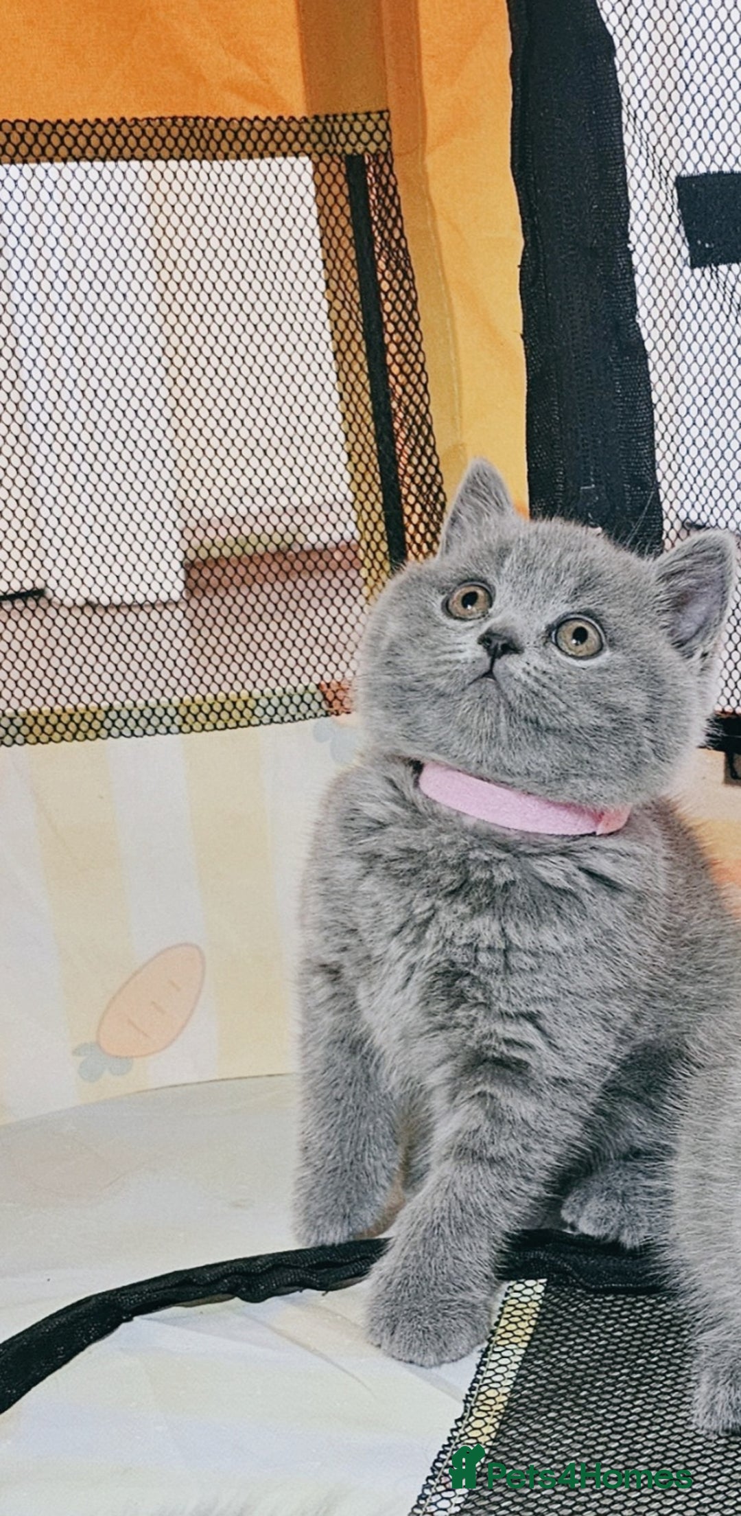 British Shorthair cats for sale: GCCF Registered Pure british shorthair kittens 😸  - Image 2