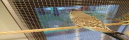 Budgerigars birds for sale: Hand tamed Budgies - Advert 3