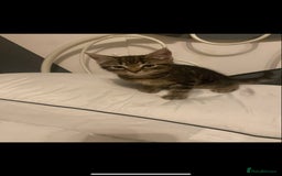 Mixed Breed cats for sale: Beautiful kittens  - Image 10