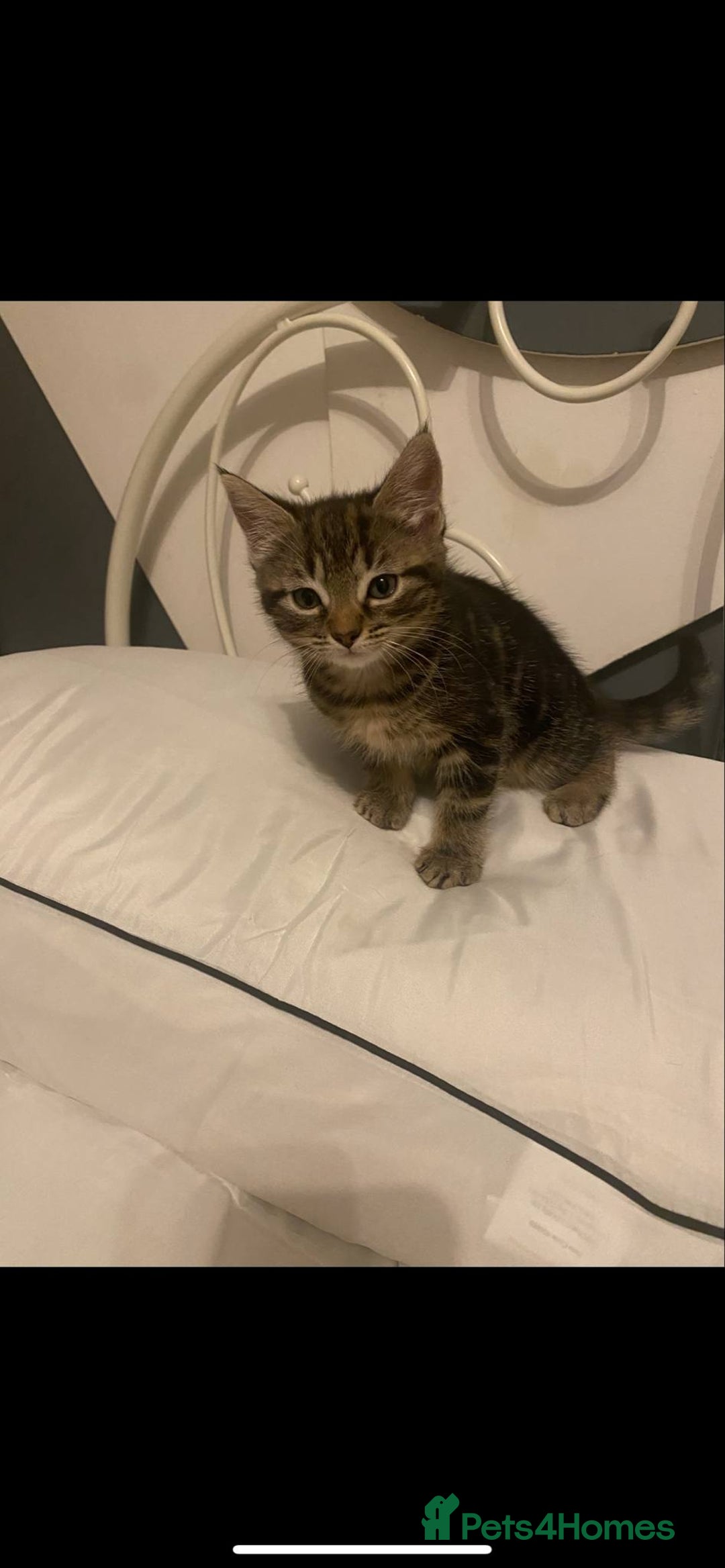 Mixed Breed cats for sale: Beautiful kittens  - Image 10