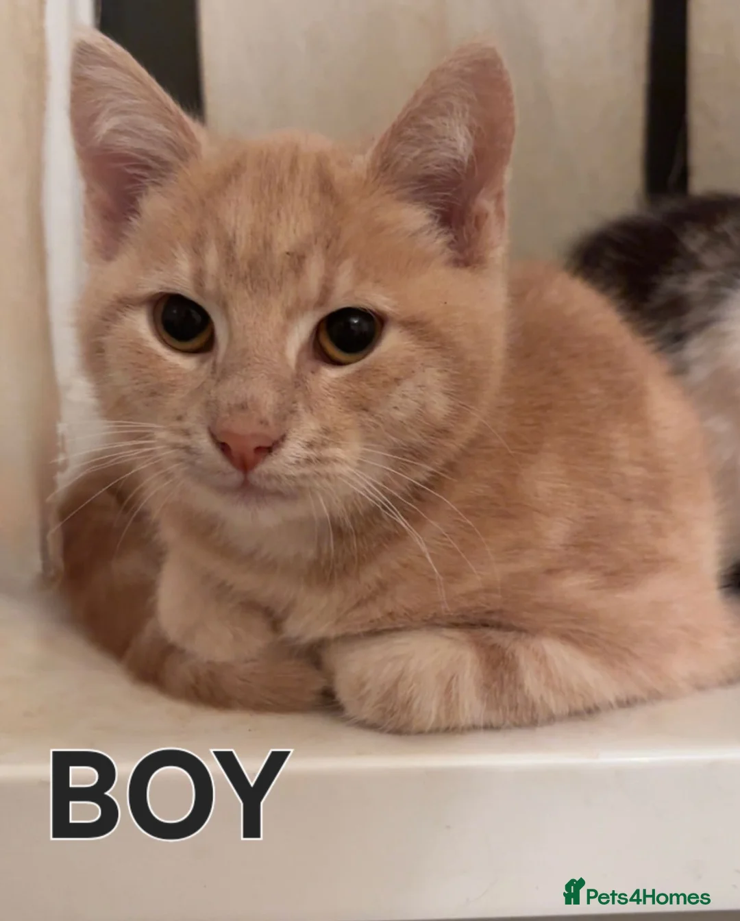 Mixed Breed cats for sale: Lovely Kittens Looking for Their Forever Homes - Advert 2