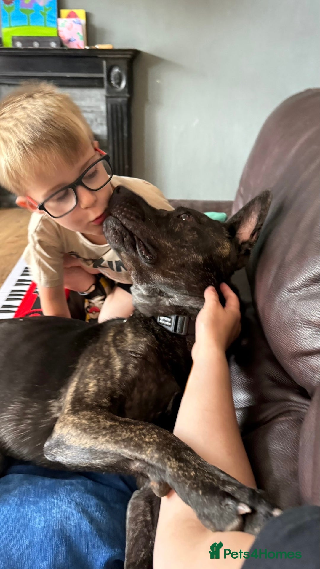 Mixed Breed dogs for sale: Bear - Staffy X German Shepherd - Image 31
