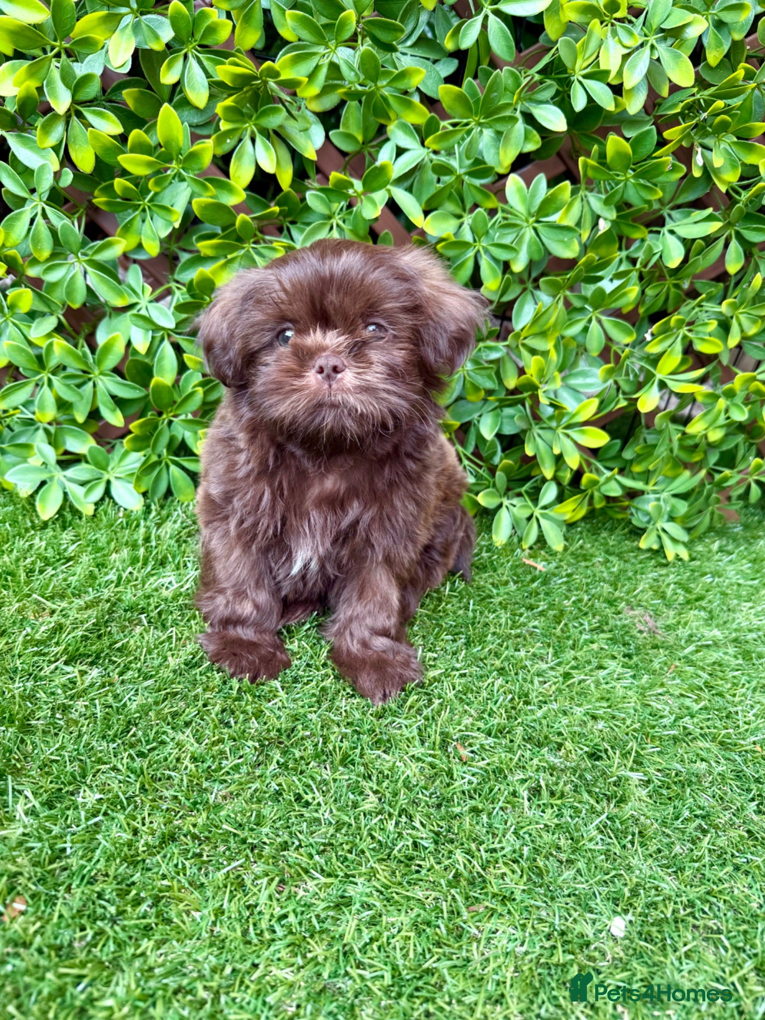 Shih Tzu dogs 1 little boy left!! Imperial chocolate  - Advert 2