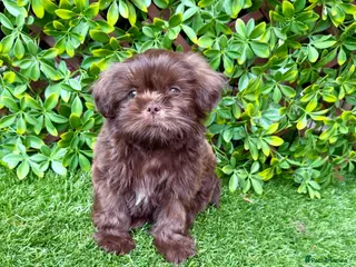 Shih Tzu dogs 1 little boy left!! Imperial chocolate - Advert 2
