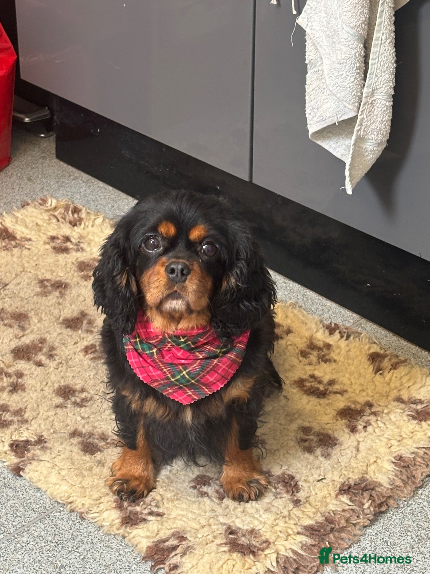 Cavalier King Charles Spaniel dogs Cavalier King Charles Adult Female - Advert 8
