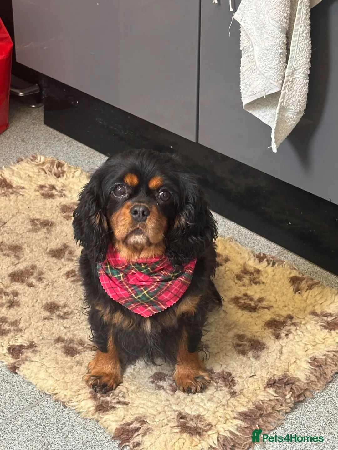 Cavalier King Charles Spaniel dogs for sale: Cavalier King Charles Adult Female - Advert 1