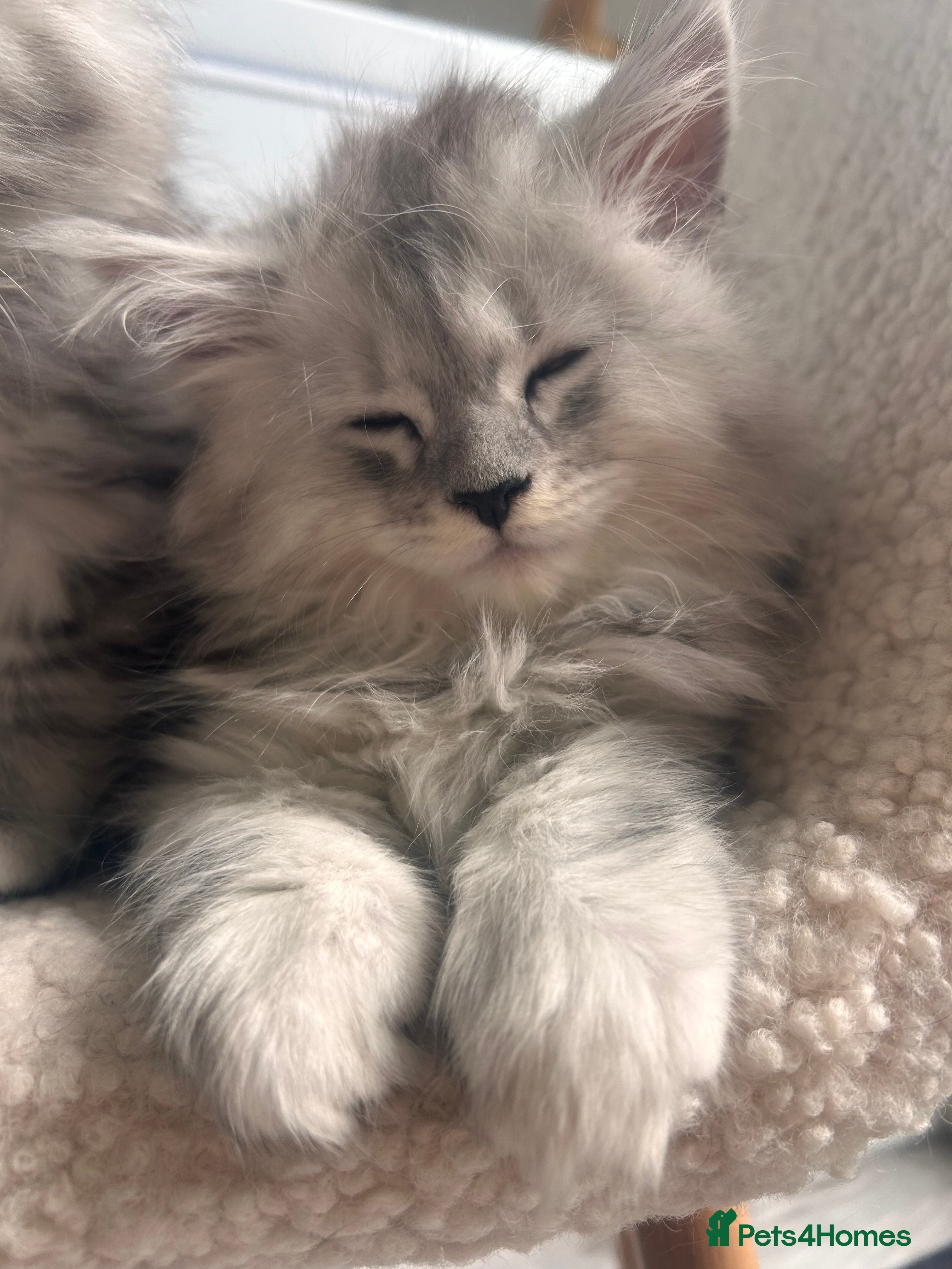 Maine Coon cats Maine Coon kittens 🤗 - Advert 5