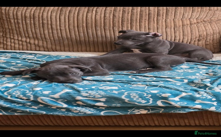 Staffordshire Bull Terrier dogs - Advert 15