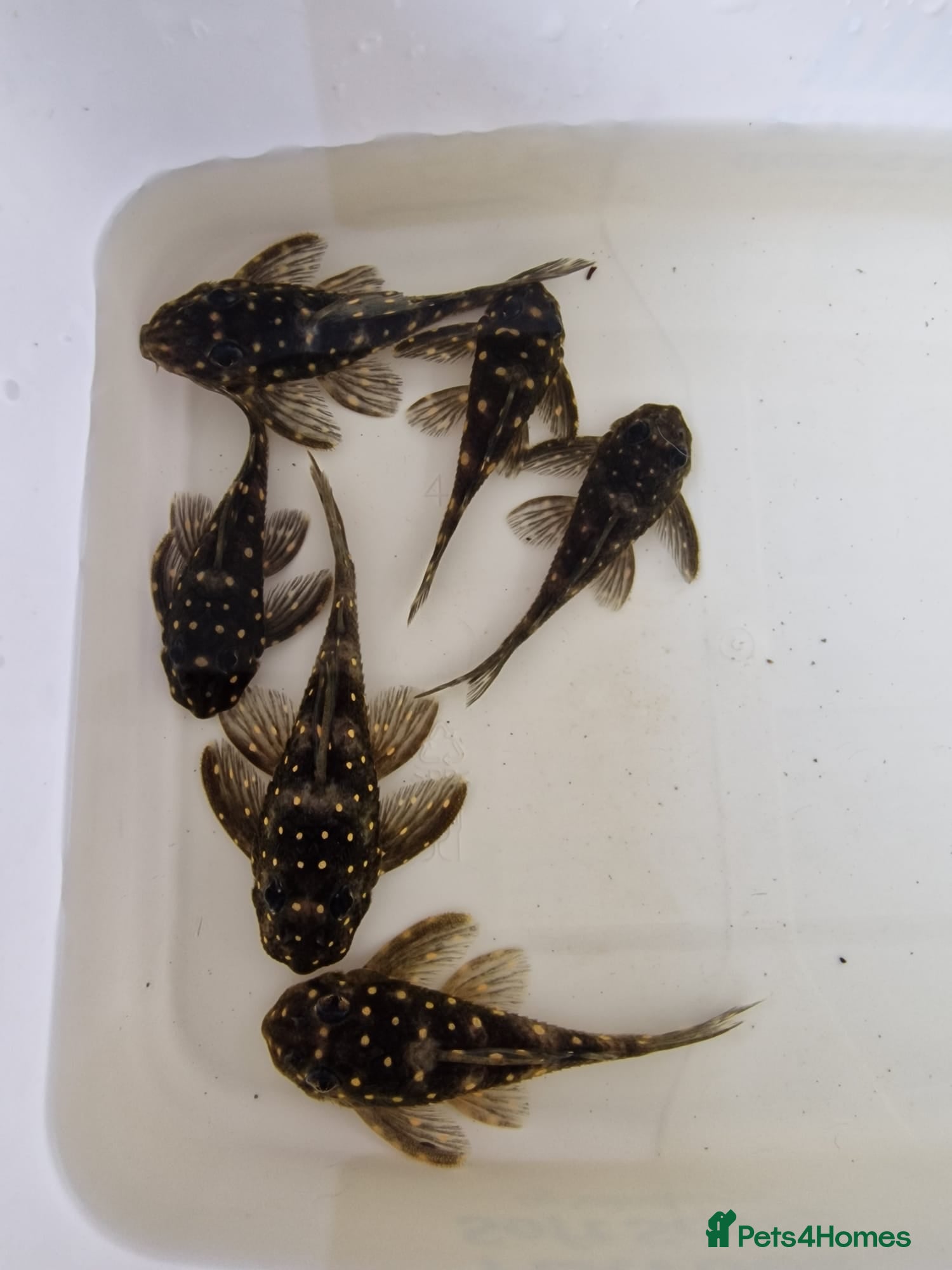 Plecos fish 6 L201 snowball Plecs.  - Advert 4