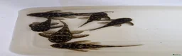 Plecos fish for sale: 6 L201 snowball Plecs.  - Advert 1