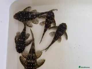 Plecos fish 6 L201 snowball Plecs. - Advert 4