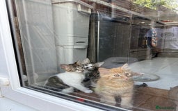 Domestic Shorthair cats for sale: Family-Raised Kittens, Friendly, Playful Ready Now - Image 1