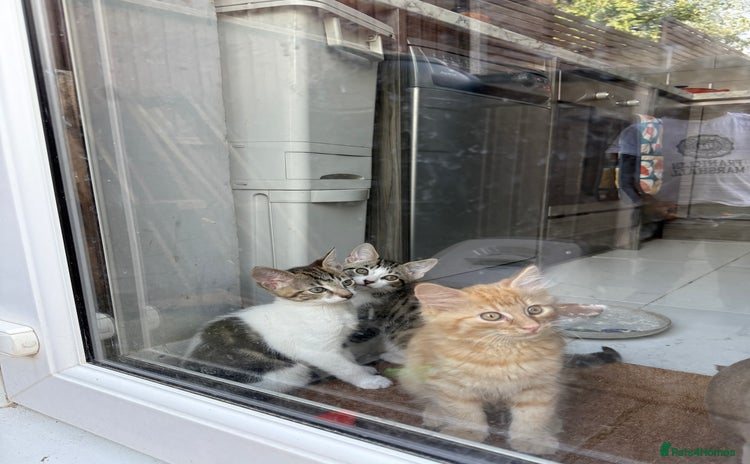 Domestic Shorthair cats - Advert 1