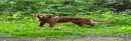 Golden Retriever dogs for sale: Beautiful Very dark red golden retriever  - Advert 8