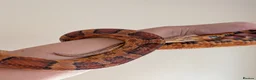 Corn Snake reptiles for sale: Corn Snake & Vivarium - 4 years old in Heanor - Advert 4
