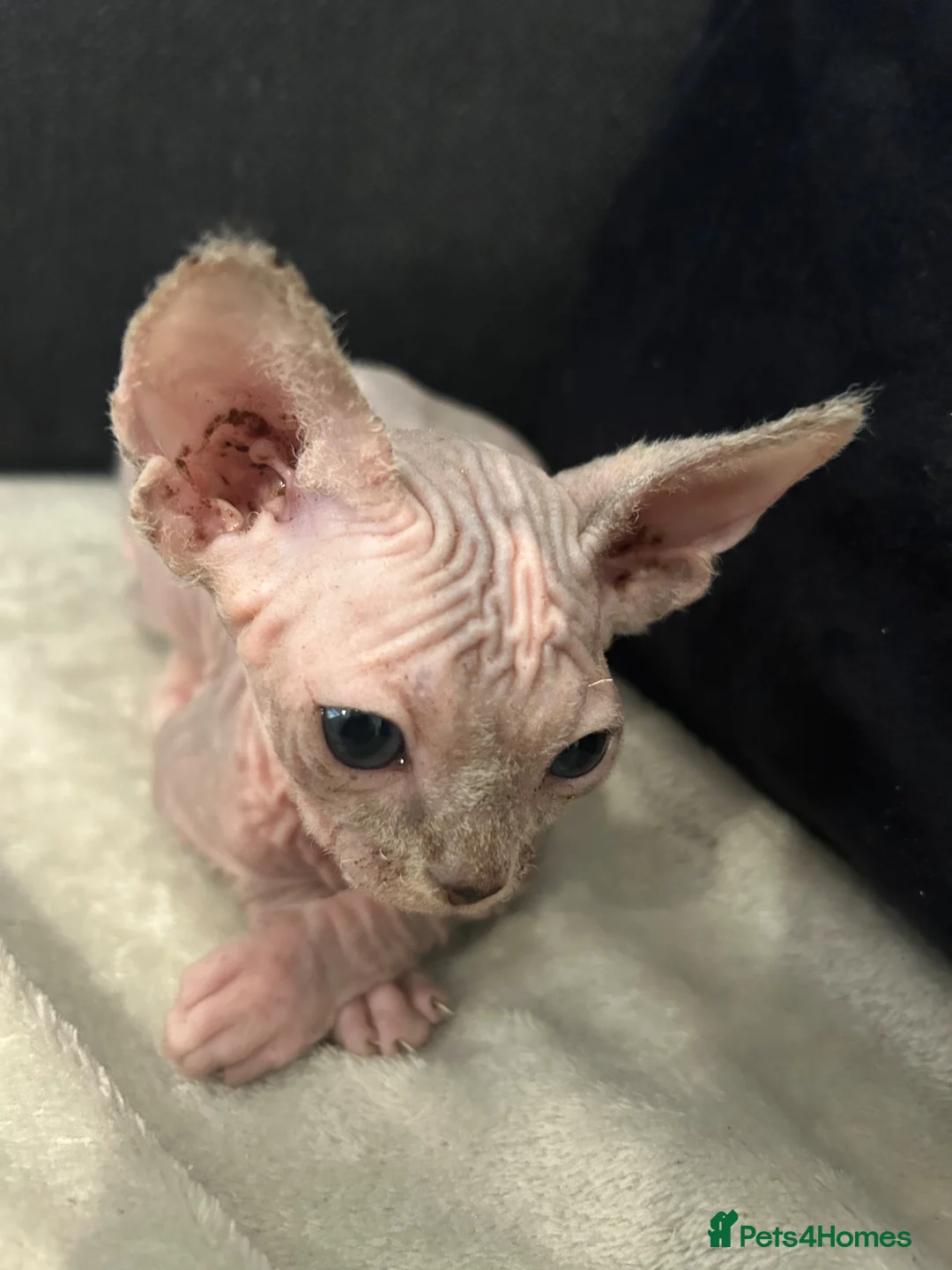 Sphynx cats for sale: Canadian Sphynx Girl  - Advert 9