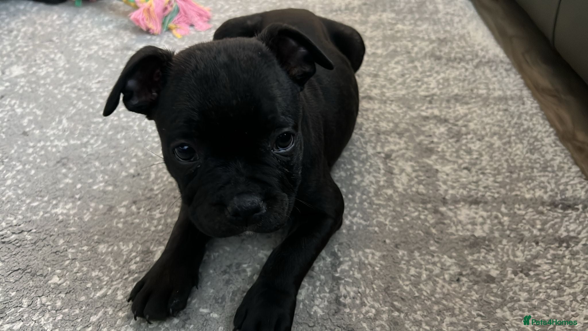 Staffordshire Bull Terrier dogs for sale: KC Registered champion yoshi pedigree Staffy pup - Advert 1