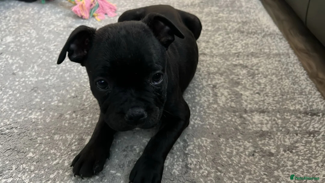 Staffordshire Bull Terrier dogs for sale: KC Registered champion yoshi pedigree Staffy pup - Advert 1