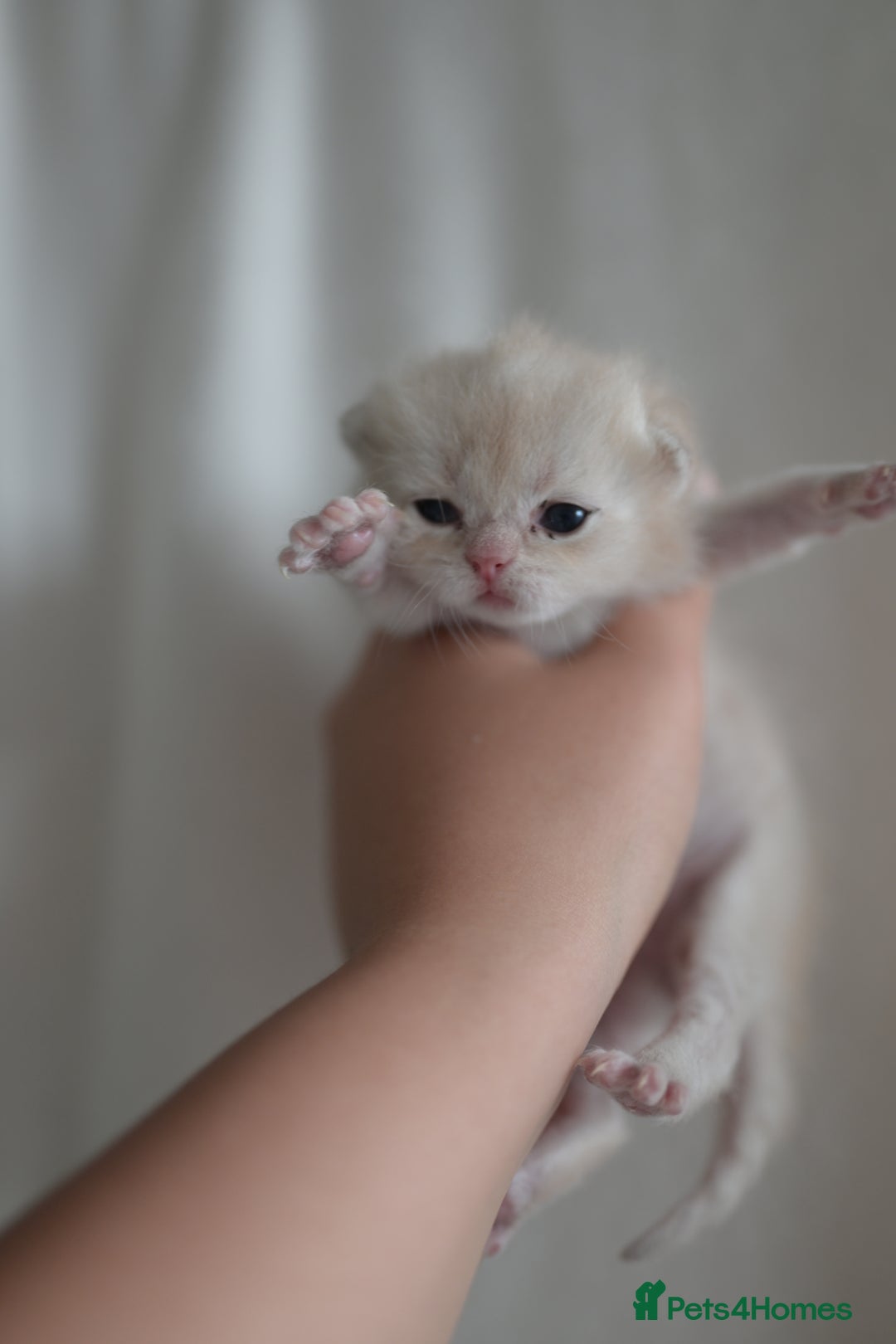 British Shorthair cats for sale: Golden Shaded Kittens WCF & TICA Registered - Image 30