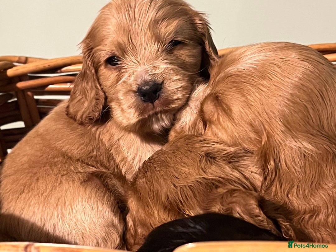 Cocker Spaniel dogs for sale: Stunning KC Reg Show Cocker, health tested mum - Image 9