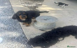 Cocker Spaniel dogs for sale: Cocker spaniel - Image 5