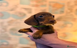 Dachshund dogs for sale: Kc reg first vac chipped licensed bundles of love  - Image 26