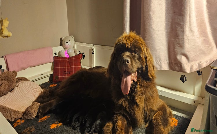 Newfoundland dogs - Advert 16